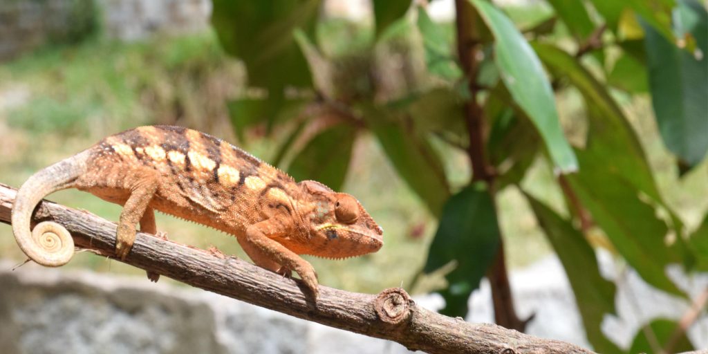 camaleonte madagascar 