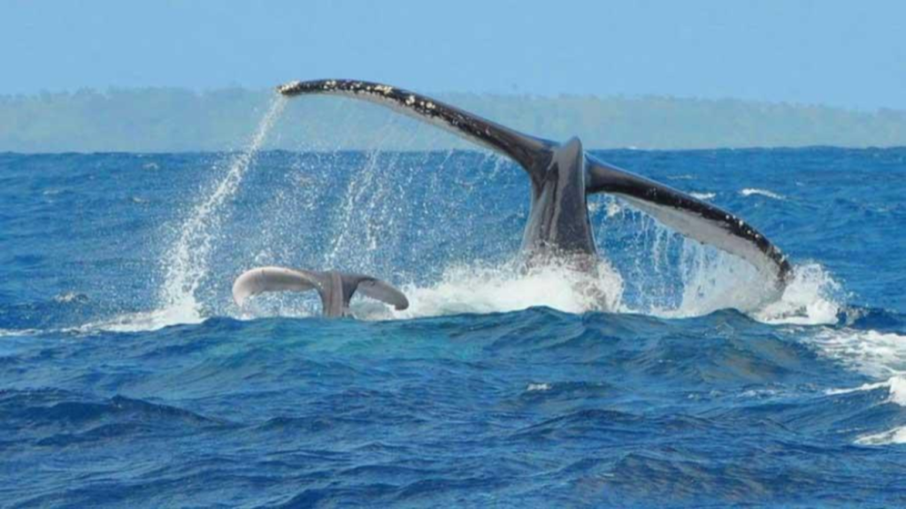 Whale Madagascar