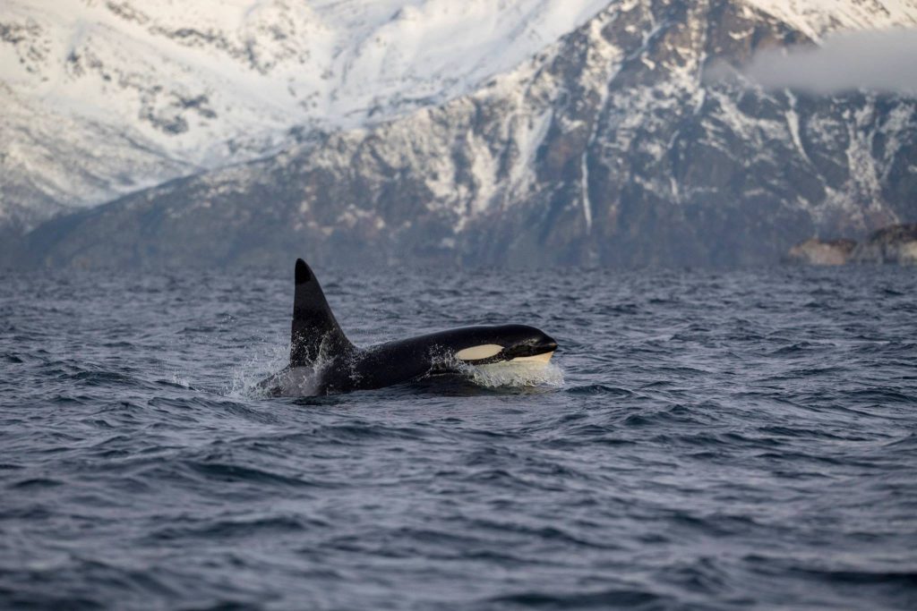 orche e balene in norvegia