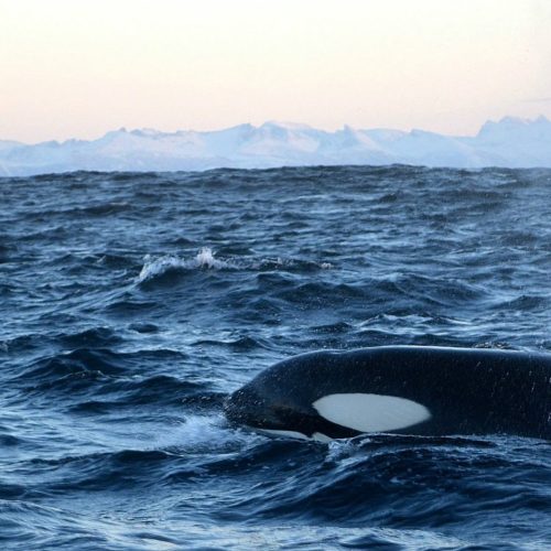 Tra Orche, Balene e la Magia dell’Aurora Boreale in Norvegia