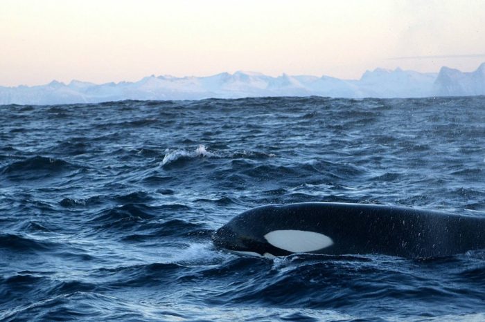 Tra Orche, Balene e la Magia dell’Aurora Boreale in Norvegia