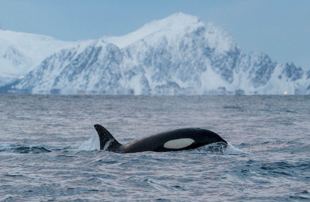 orche e balene in norvegia