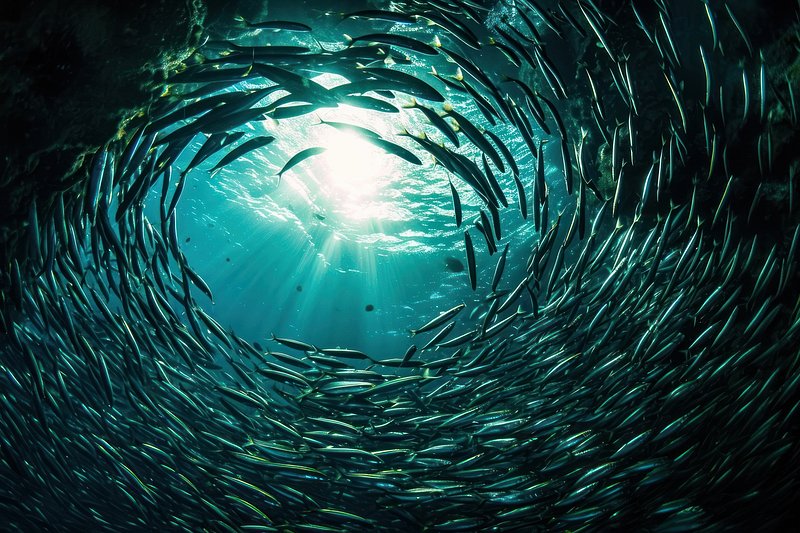 Seguendo la Migrazione delle Sardine: Un'Avventura Subacquea Indimenticabile