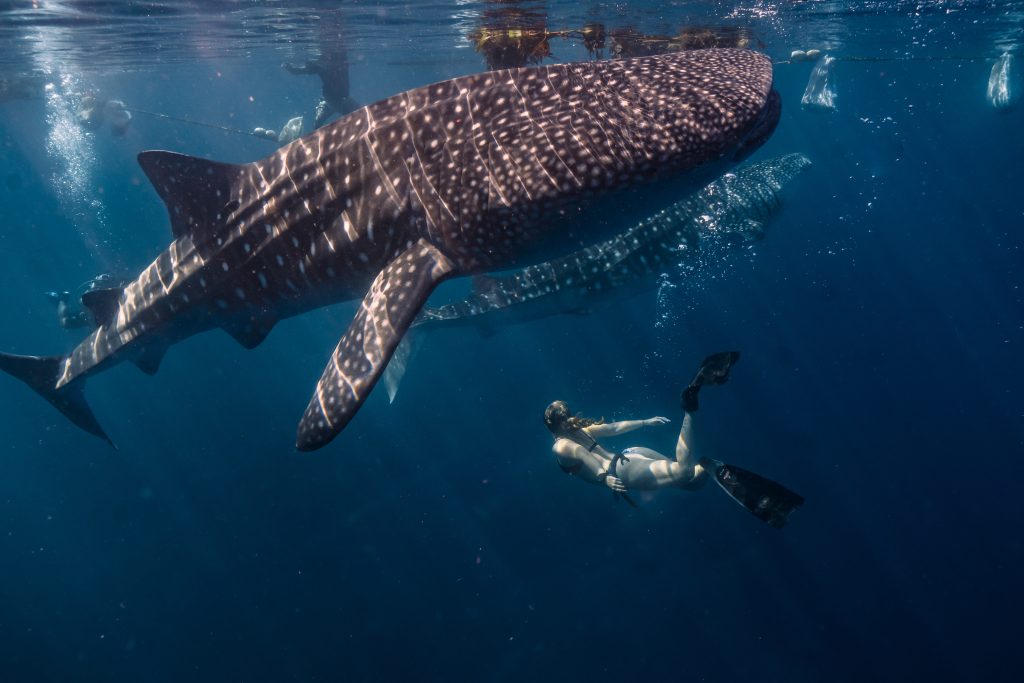 whale shark mozambico