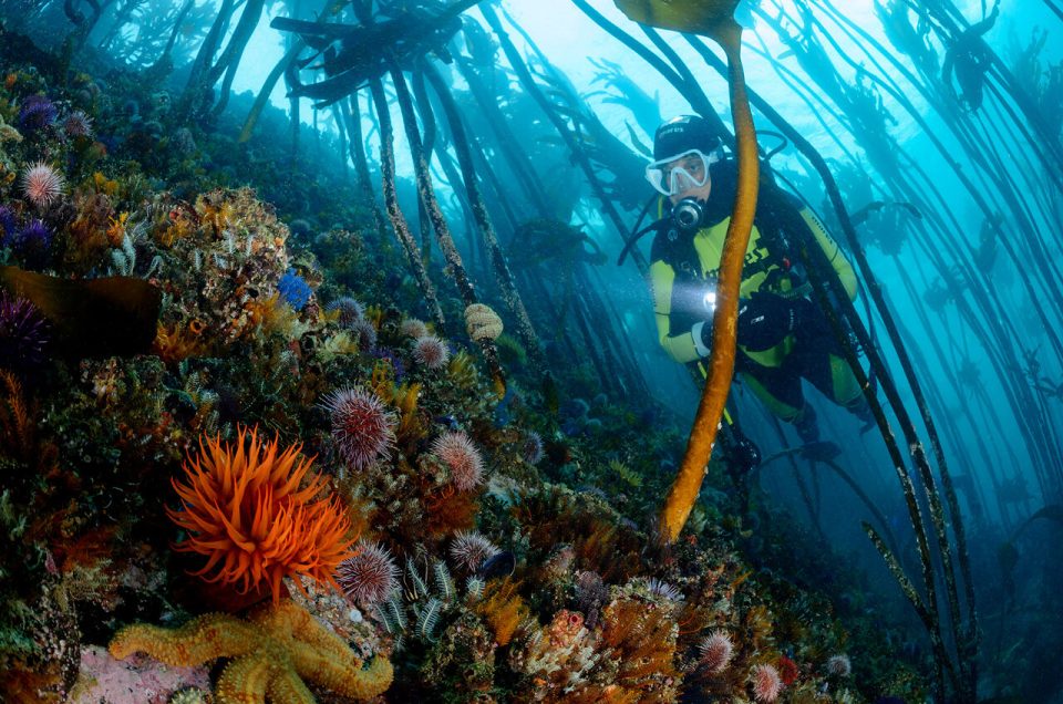 Foreste di alghe Kelp
