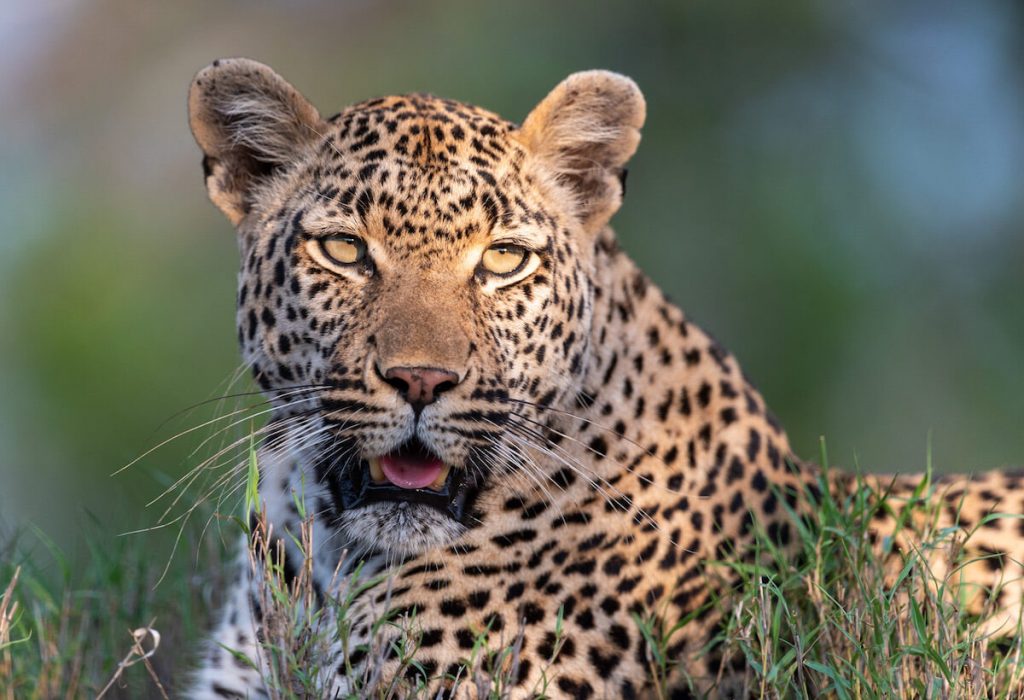 sudafrica leopardo 