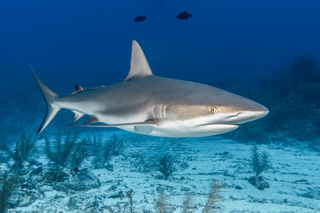Mozambico shark